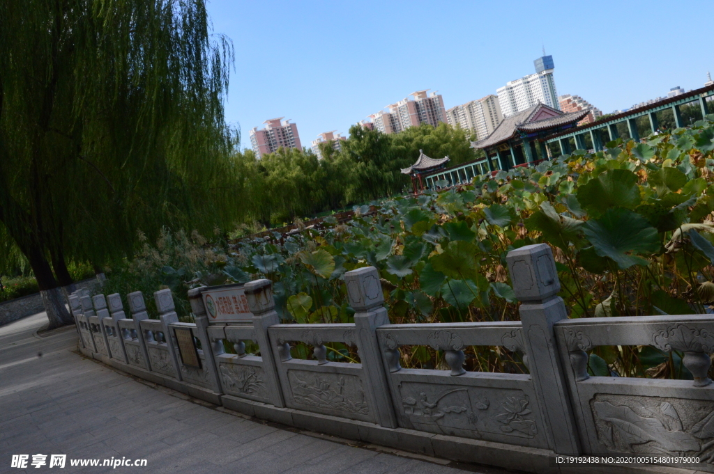 荷塘风景