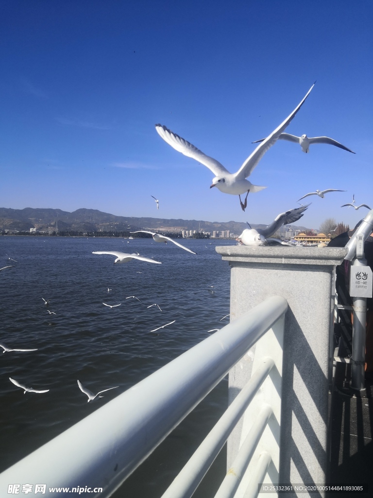 海鸥