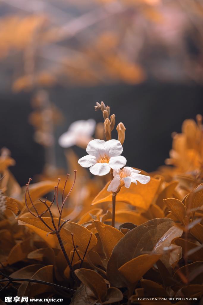 花