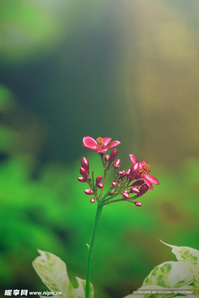 花