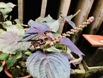 紫苏花