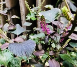 紫苏花朵