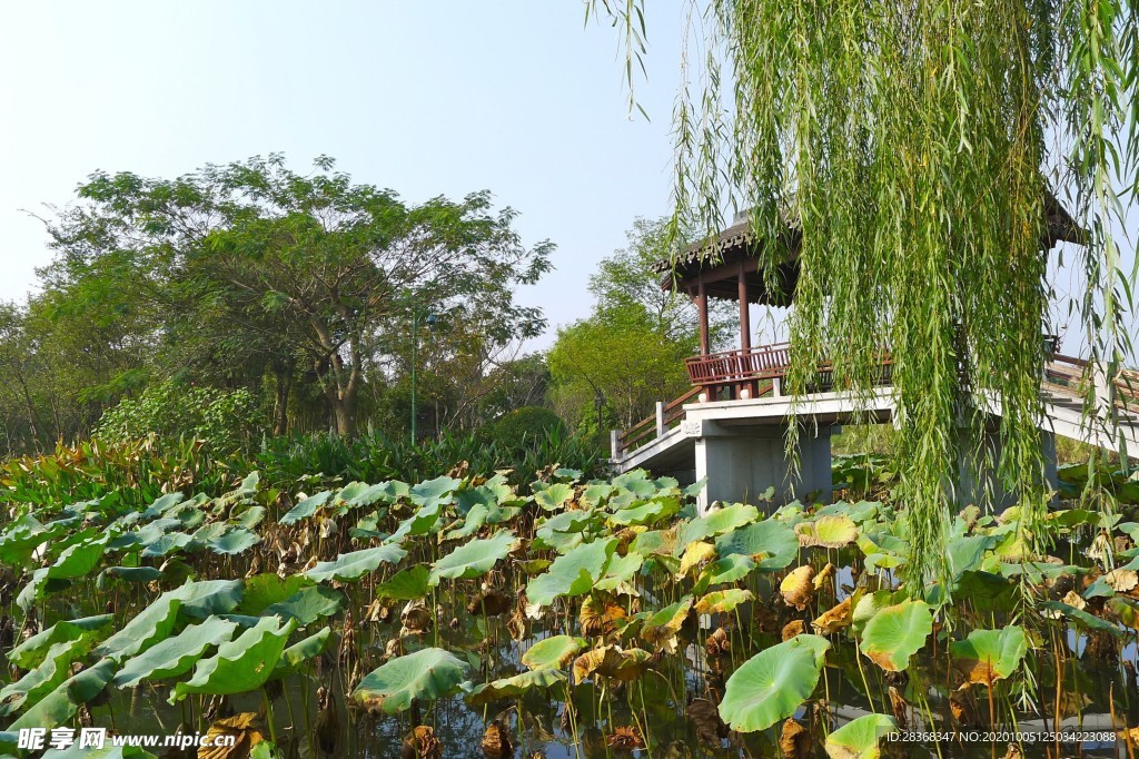 西溪湿地风景