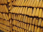 玉米棒