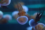 水母