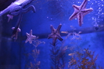 海星