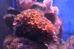 海洋生物