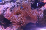 海洋生物