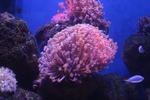 海洋生物