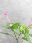 红花 绿叶 春意