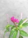 红花 绿叶 春意