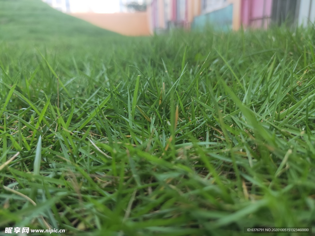青青绿草 草坪 坚强的小草