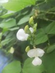 豌豆花  豆荚花 白色