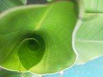 芭蕉叶 香蕉叶 绿色 叶子 元