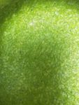 绿色藻类 浮游植物 小草 绿色