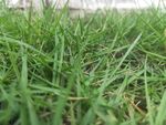 青青绿草 草坪 坚强的小草