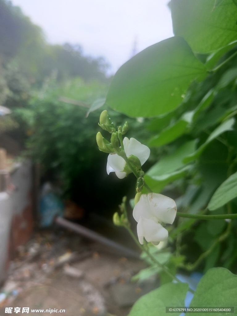 豌豆花  豆荚花 白色