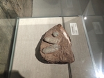 恐龙蛋 古生物样本 骨骼化石