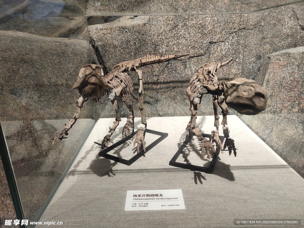 恐龙化石 古生物样本 骨骼化石