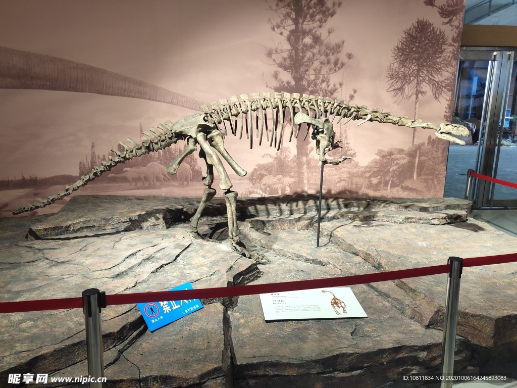 恐龙化石 古生物样本 骨骼化石