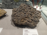 珊瑚化石 古生物样本 骨骼化石