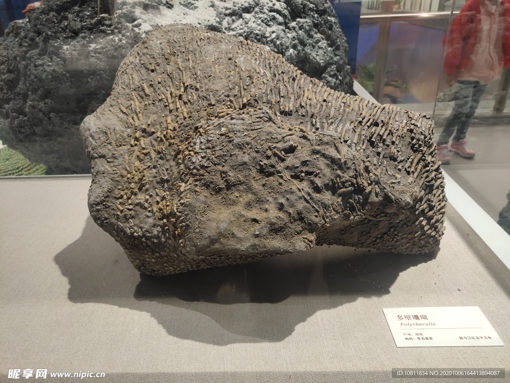 海底珊瑚化石 - 石馆 - 国石网