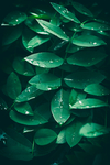 雨后绿叶