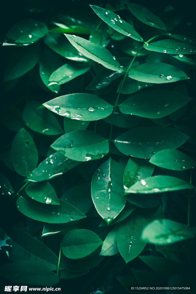 雨后绿叶