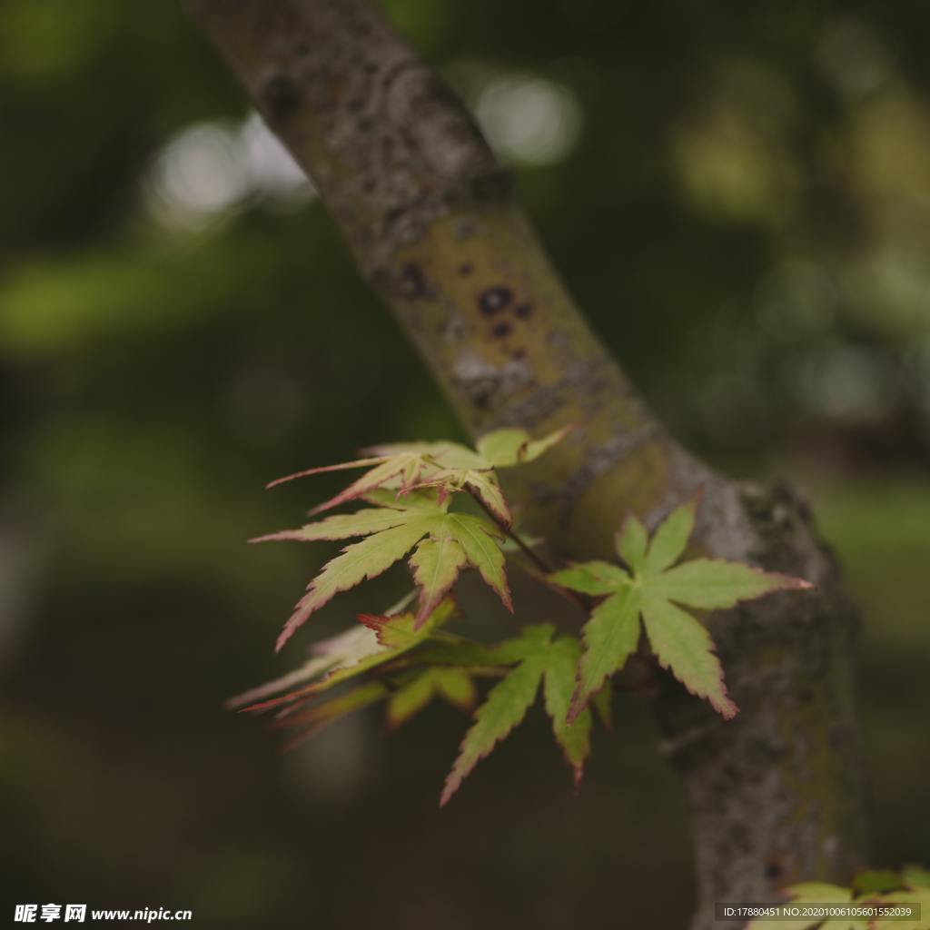 绿叶