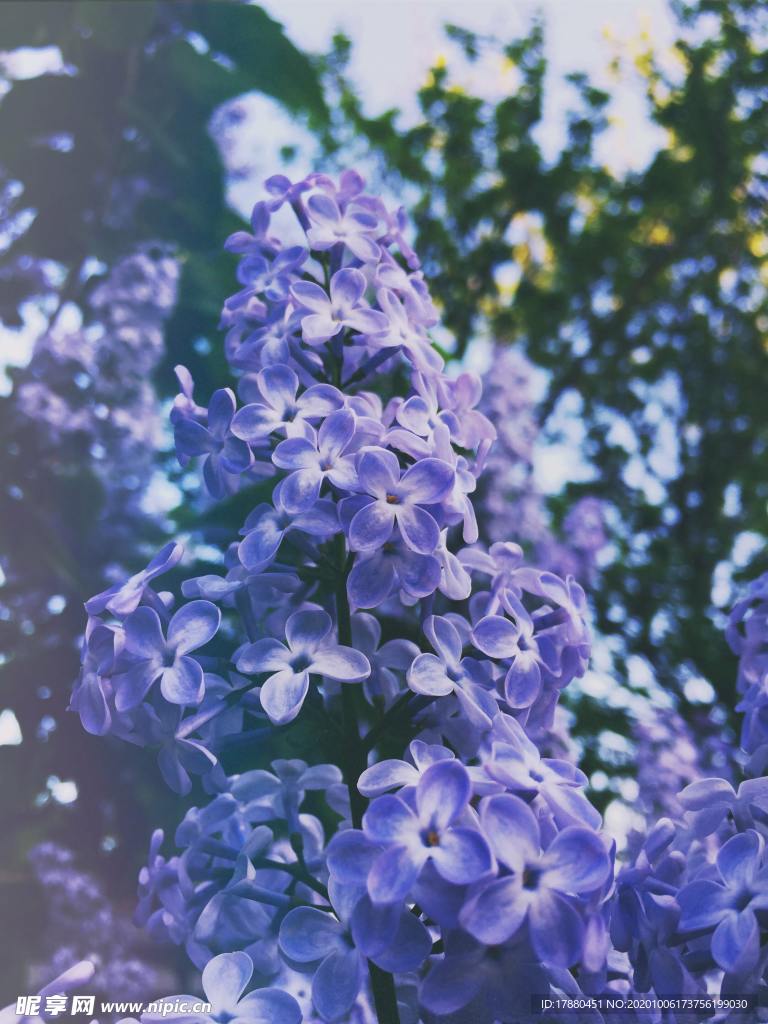 花卉