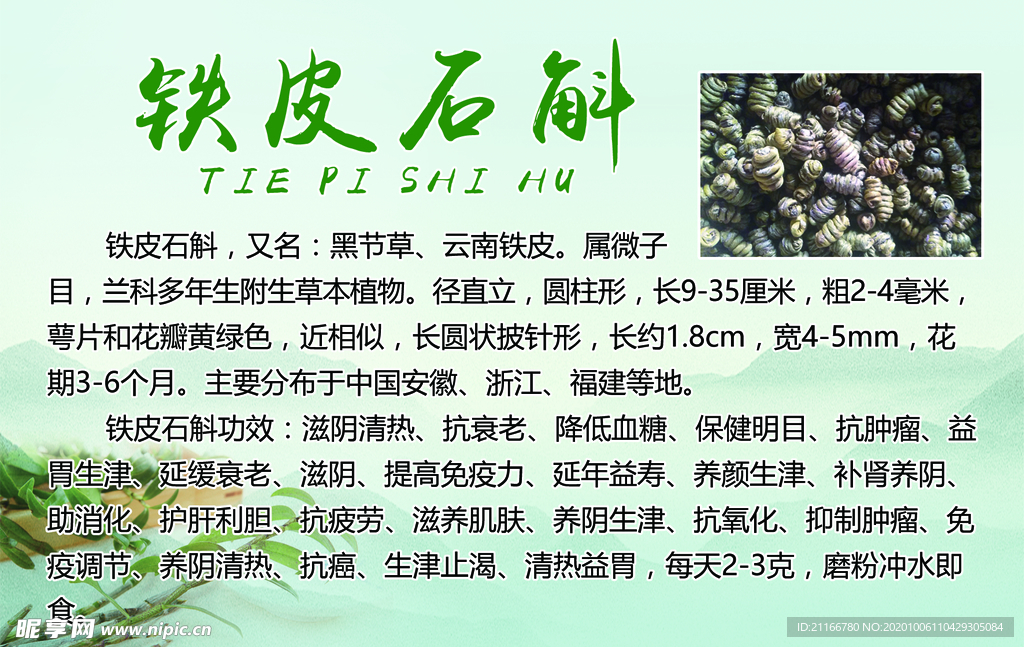 铁皮石斛