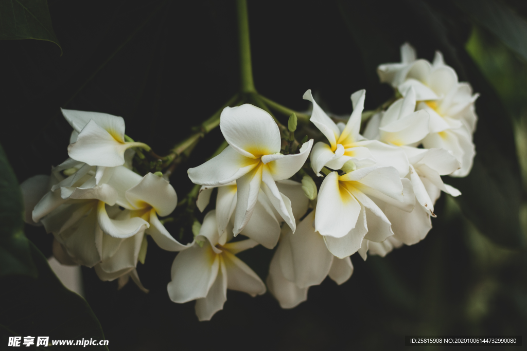 鸡蛋花