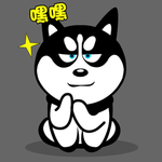 哈士奇