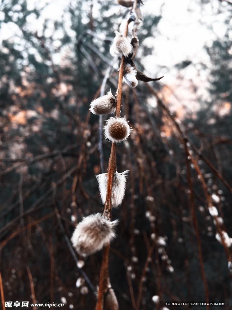 霜降