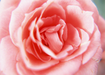 花素材