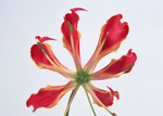 花素材