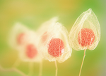 花素材