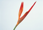 花素材