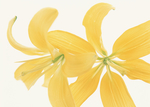 花素材