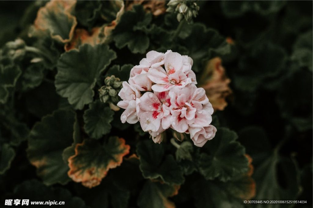 花
