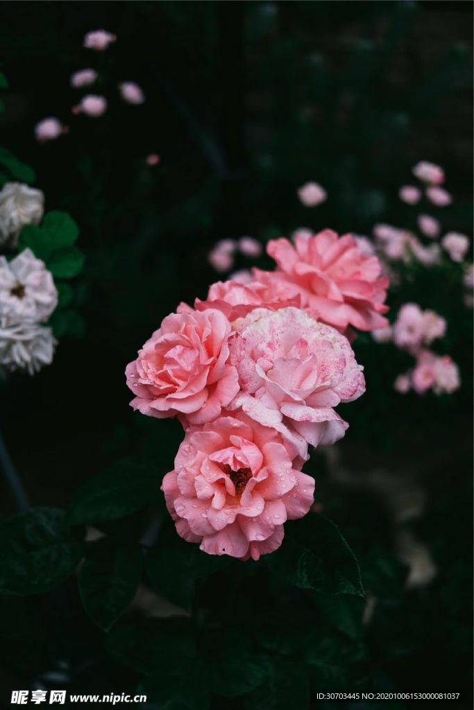 粉色花