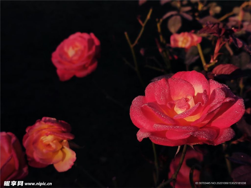 红色花