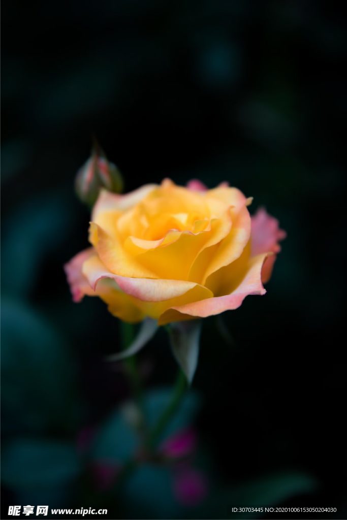 橙色花
