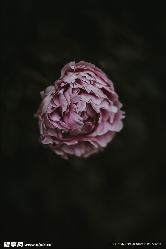 粉红色花
