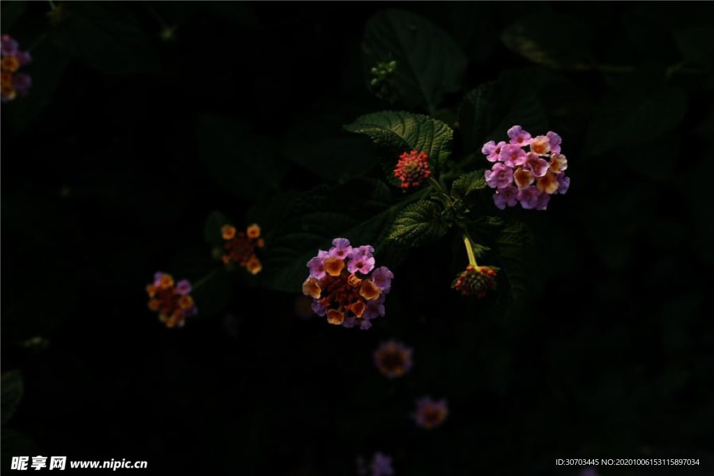 粉红色花