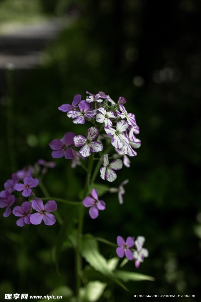 紫色花