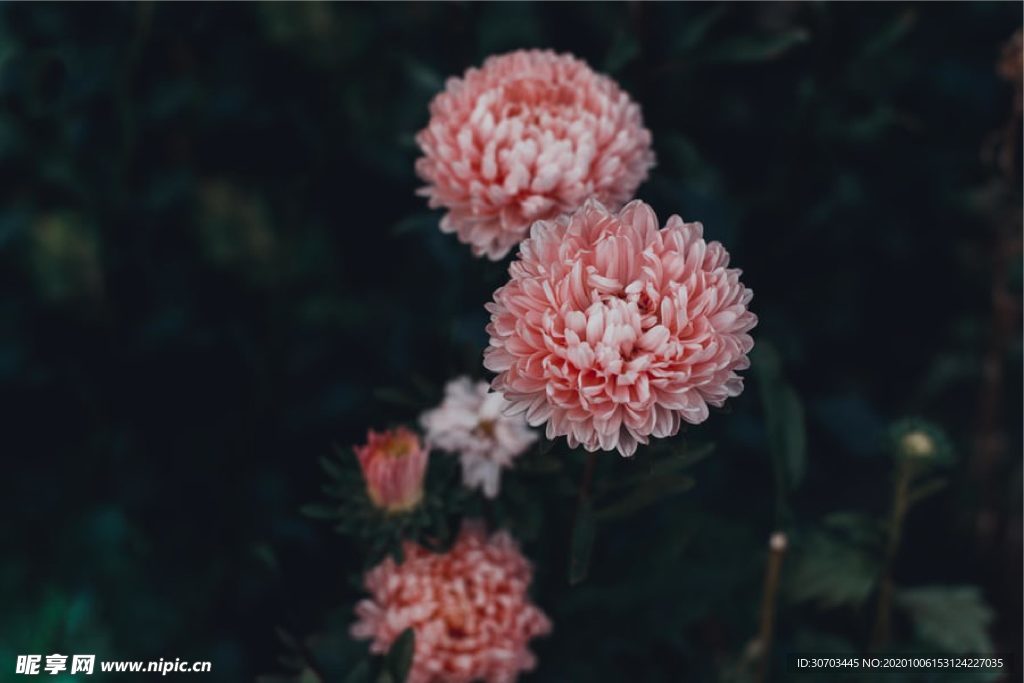 粉红色花