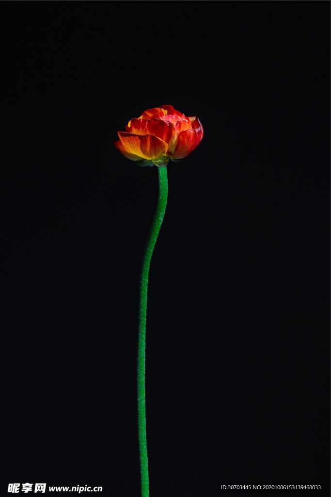红色花