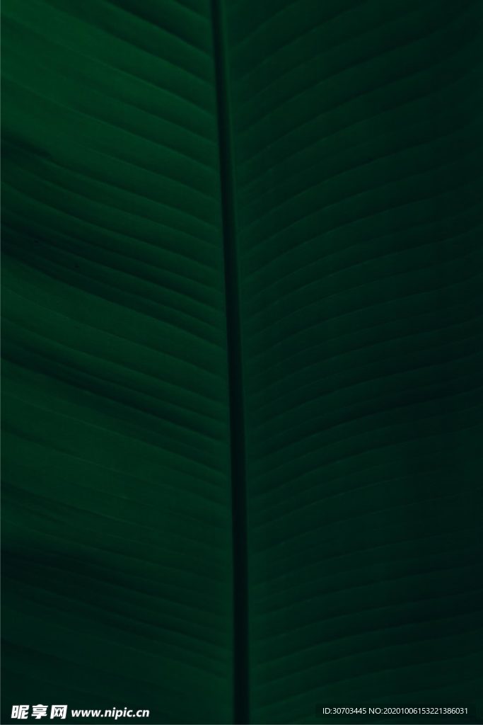 叶纹