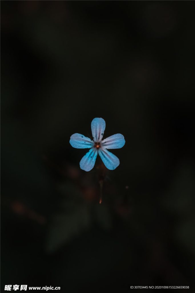 蓝色花